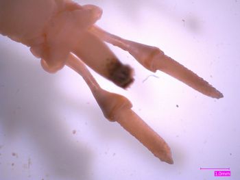 Media type: image;   Malacology 353431 Description: Specimen in ethanol;